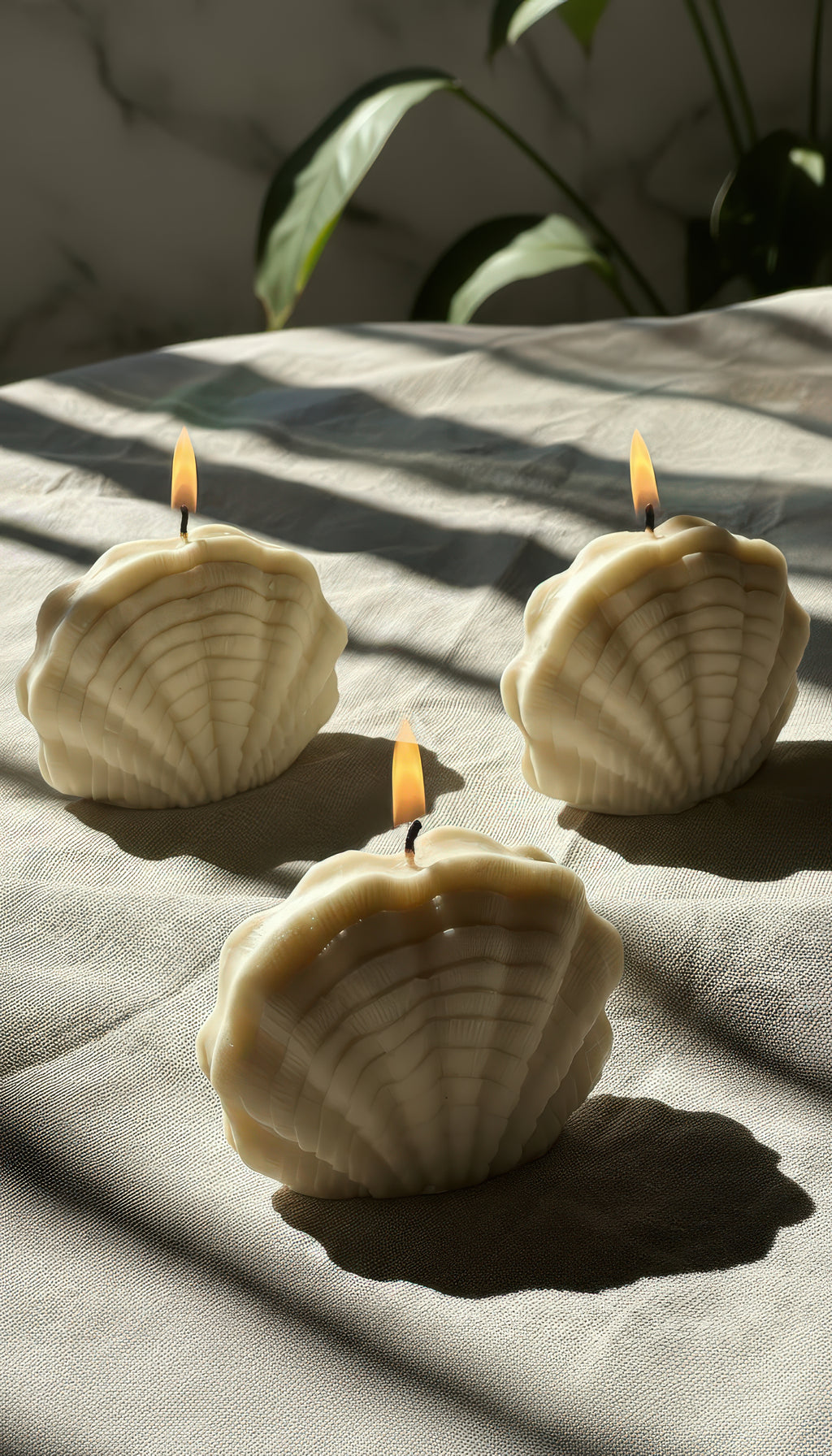 The Seashells (Set of 3)