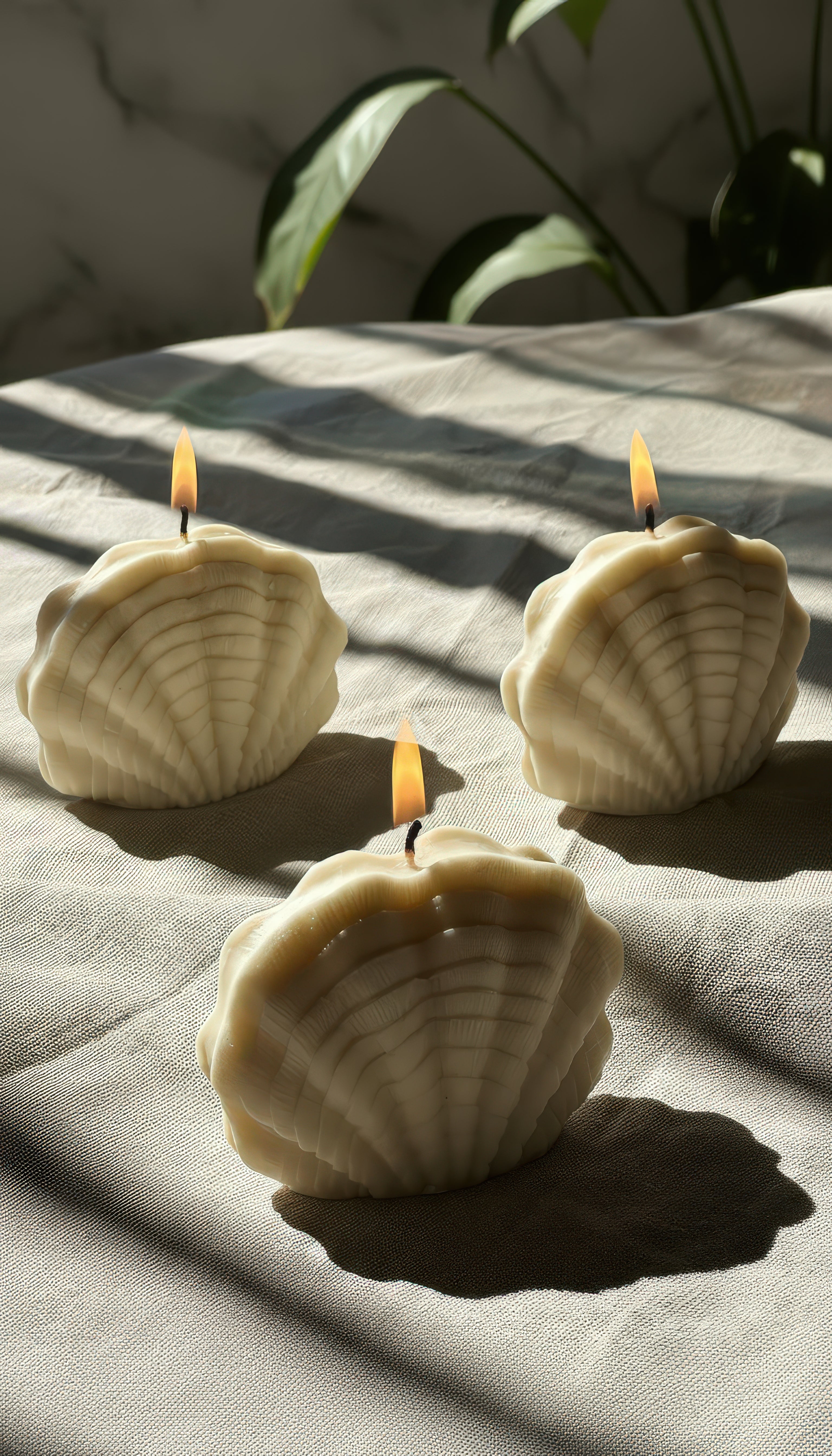 The Seashells (Set of 3)